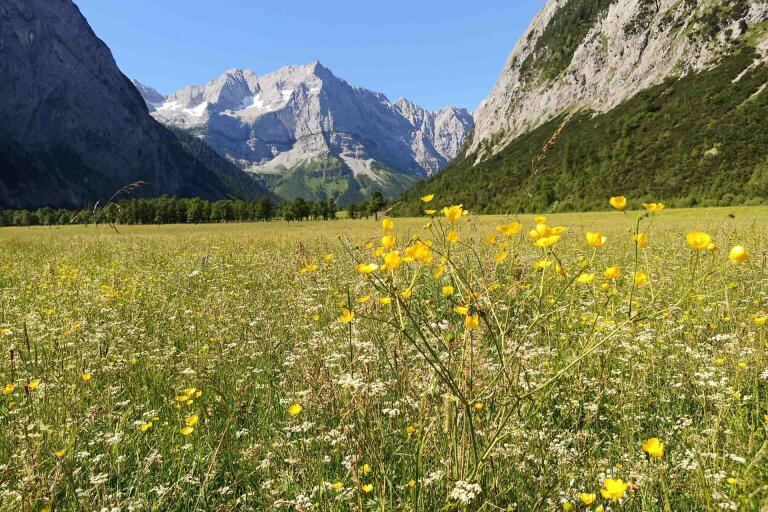 Weide am Ahornboden