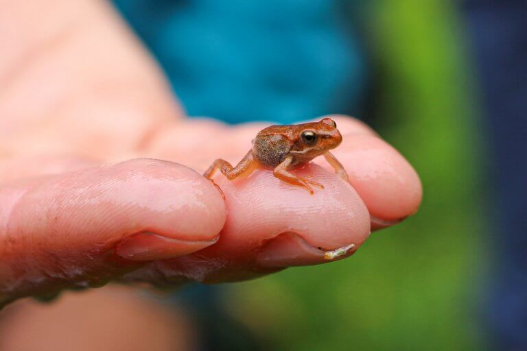 Kleiner Frosch