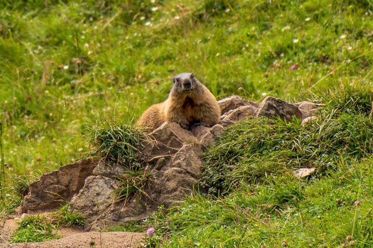 Murmeltier im Nationalpark Hohe Tauern