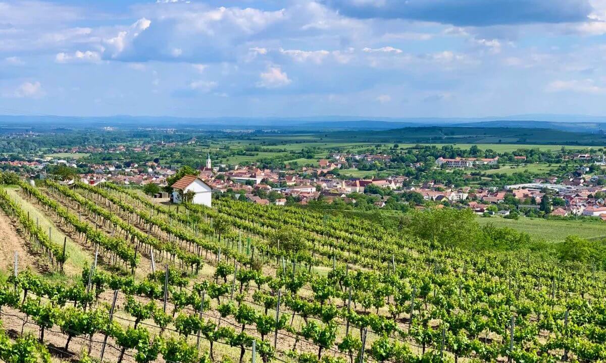 Weingärten Langenlois