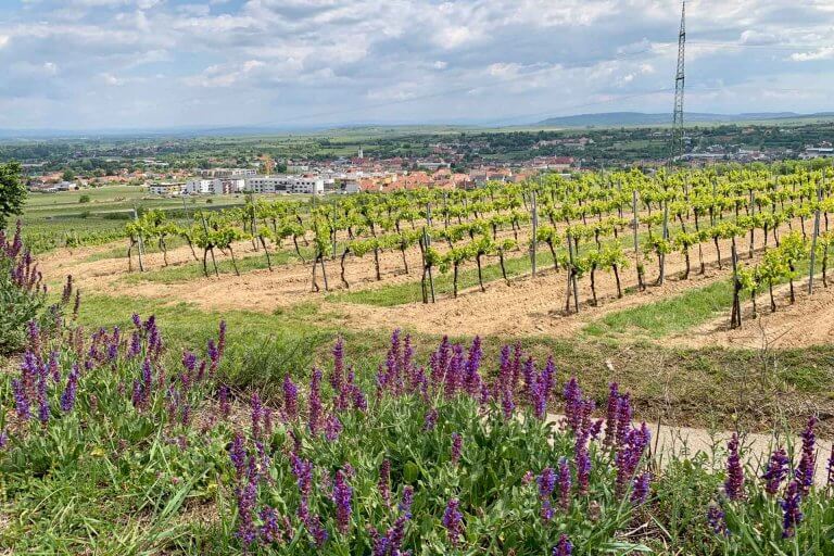 Weinreise Kamptal 1